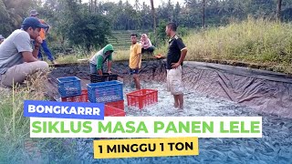 Siklus masa panen lele 1 minggu 1 ton dalam budidaya ikan lele | Petani Lele Army Farm