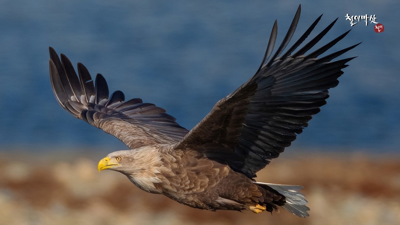 막샷#147 (금호강 주간 탐조 2026년 2월 두번째)