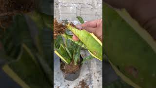 Planting tiger tongue tree with leaves