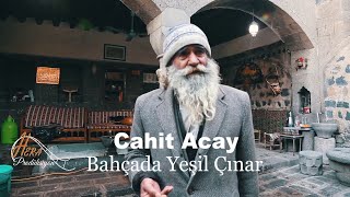 Cahit Acay Bahçada Yeşil Çınar Resimi