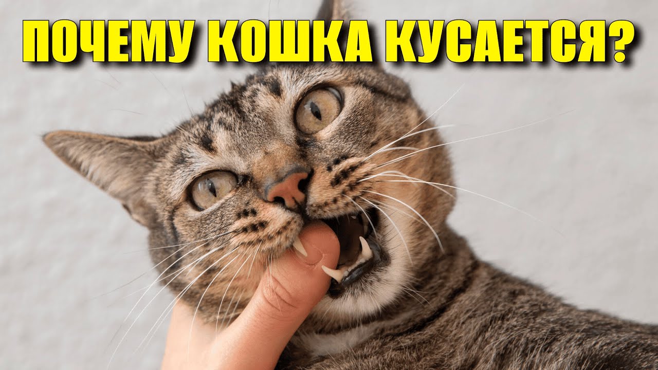 Почему кошка кусает хозяина без причины?