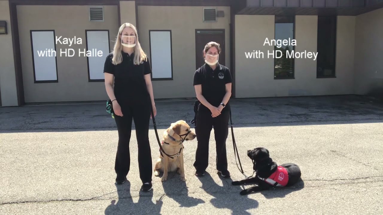 Hearing program | Walk for Dog Guides