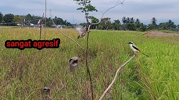 mikat cendet pakai pulut tancap dan mp3 tanpa menggunakan pikat