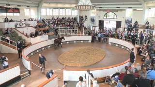 Tattersalls October Yearling Sale Book 1 Day 1 Review