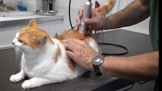 Laser Therapy for Dogs, Cats, Horses and Exotics ๐๐๐๐