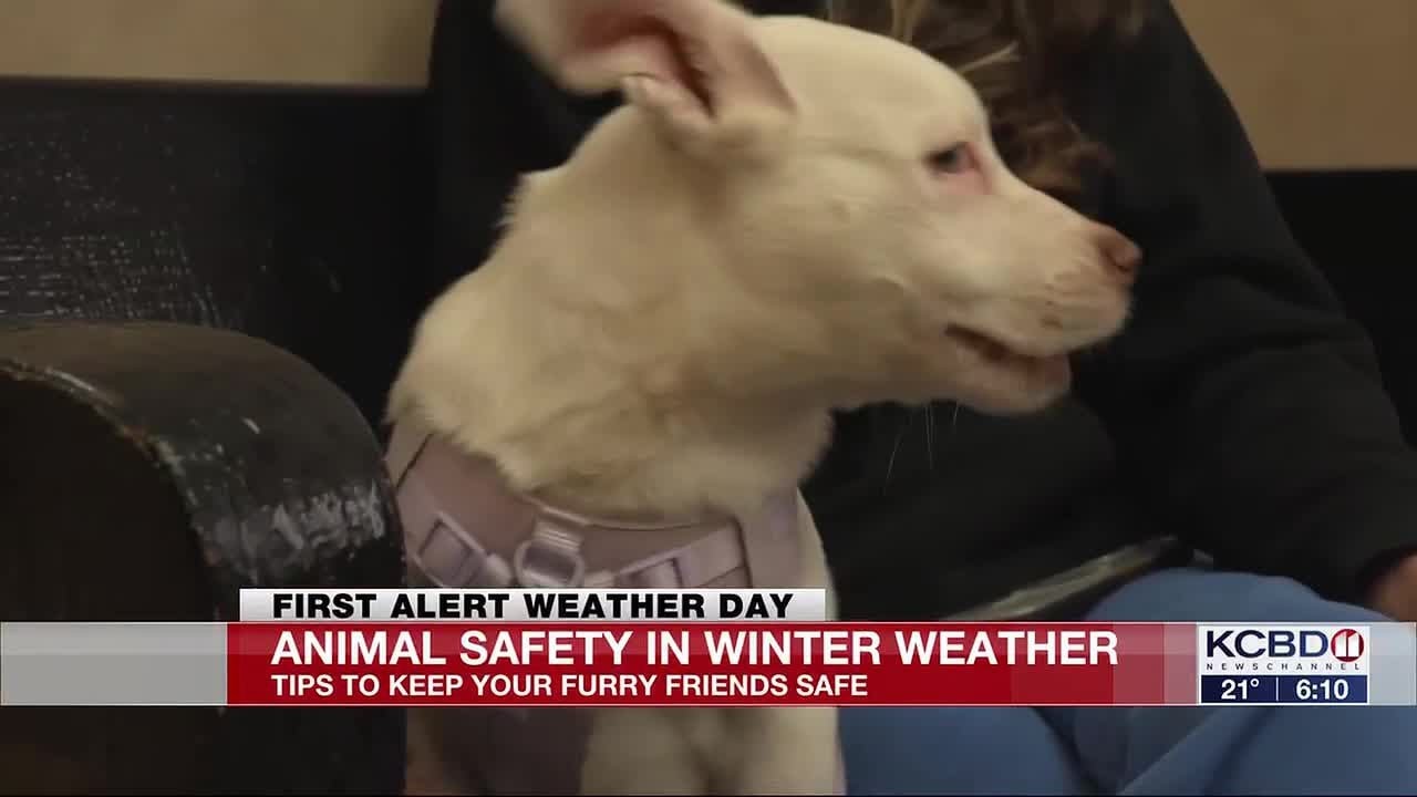 Protecting your pets in winter weather