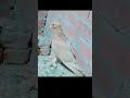 الحمام الشقلباظ حمام Pigeon 