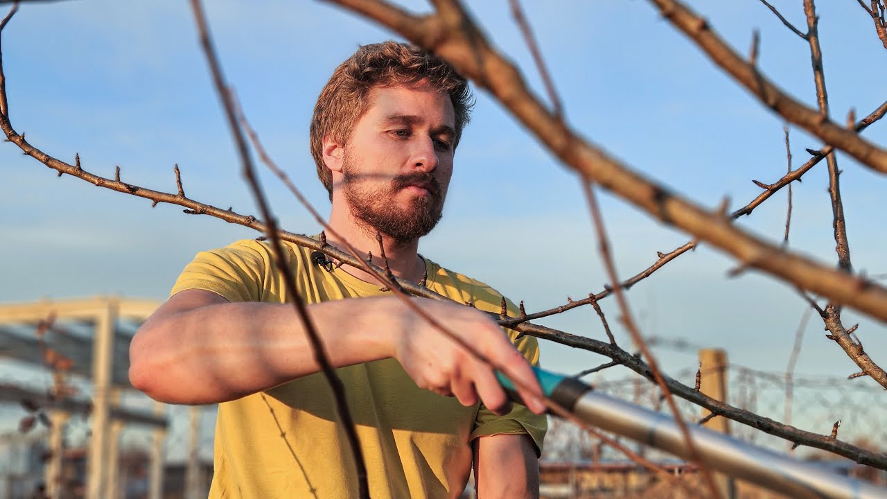 как обрезать молодую грушу