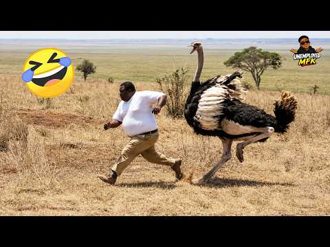 TRY NOT TO LAUGH 😂 Funny Videos Compilation 😂😁😆 #4