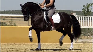 GP Black Andalusian PRE Gelding 2014 - 1,60 m (#MP537)