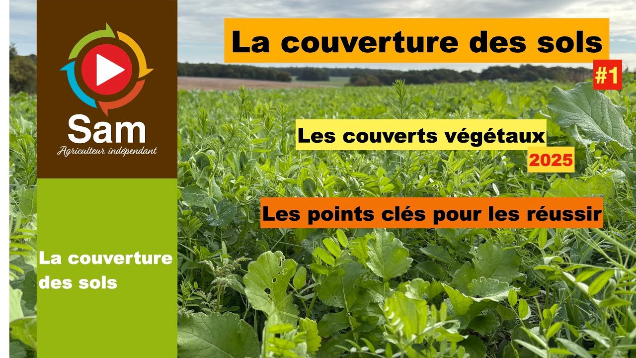 La couverture des sols #1. Pourquoi ? Les couverts végétaux. Nos points clés pour les réussir.