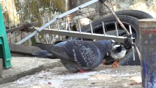 burung dara & anak ayam kompak