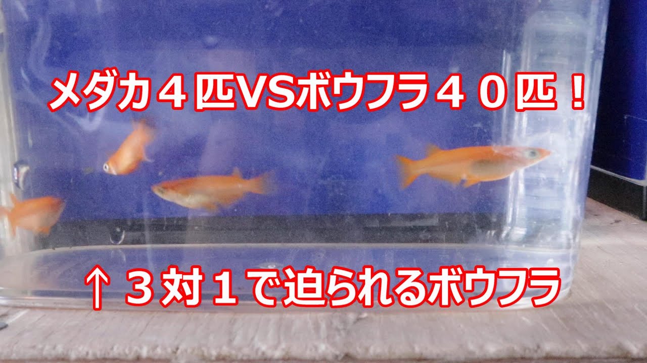 メダカはボウフラを食べるのか食べないのか 睡蓮鉢 ビオトープのボウフラ退治にメダカだ メダカ屋えんのブログ 旧 山のさかな飼い