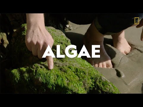 Video: Fotogrāfs Alga