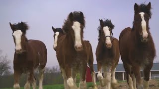 Thumbnail for Budweiser Clydesdales back for Super Bowl ad after 10 years