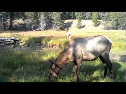 When Elk's Attack.. Yellowstone Edition