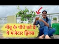 How to get bumper harvest from lemon plant  nimbu kaise ugaye