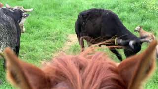 Black Mouth Cur Puppies for sale Cattle dogs for sale