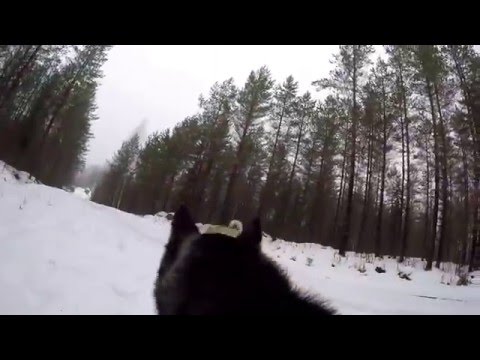 Video: Kuinka Kapriisit Siperian Huskyt Ovat