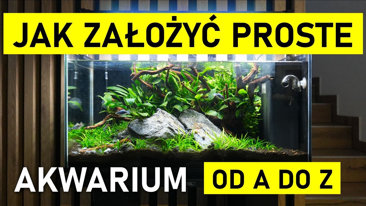 Jak założyć proste, małe i tanie akwarium od A do Z