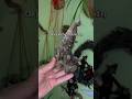 I Found This Root in the Mountains and Turned It Into Art | ooak sculpture #fantasycreation #art