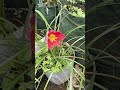 Lily hujan di angin kencang • Выскочка на ветру • Rainlily on the wind