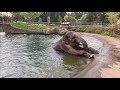 Meet Asian Elephant Samudra