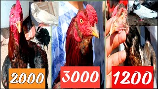 Bakarganj aseel murga 🐓 bajar | Bakargan kabutar bajar | bakarganj bakra 🐎 bajar | bathakh 🦢 bajar