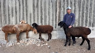 картинка: 3 баш КЫЗЫЛ кой менен КАРА койлор сатылат