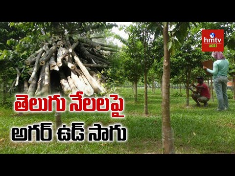 తెలుగు నేలలపై అగర్ ఉడ్ సాగు | Agarwood Farming | hmtv