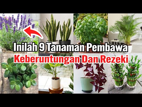 Video: Tanaman Untuk Kemakmuran - Bunga Yang Melambangkan Keberuntungan