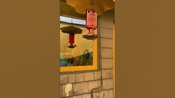 Hummingbird enjoys fresh nectar at the Wild Rose Cafe