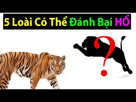 5 Animals That Can Defeat Tigers (In the Wild)