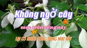 Không ngờ cây mọc trên rừng này lại có nhiều công dụng như vậy