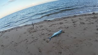 FNQ live bait fishing