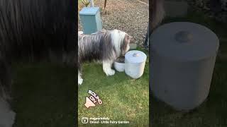 Bearded Collie Snoopy taking a quick break!  #dog #puppy #beardedcollie #beardie #cutedog #cutepuppy