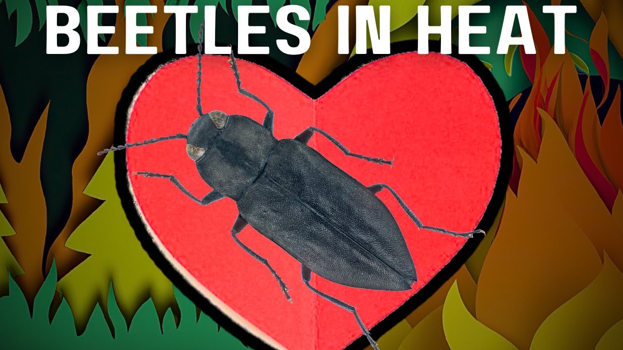 Эти жуки спариваются во время ЛЕСНЫХ ПОЖАРОВ