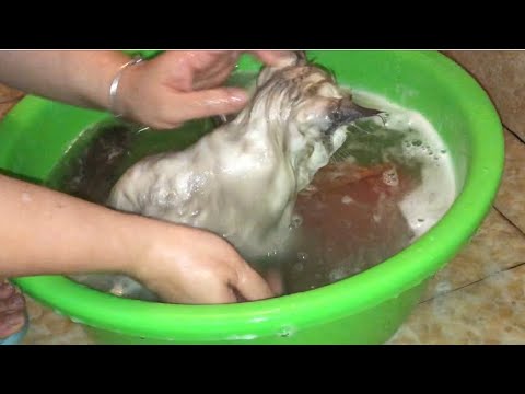 cham soc cho meo New Update Cách chăm sóc mèo Cách tắm cho mèo để mèo đỡ cào