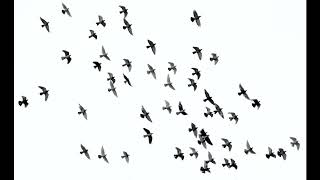 Famous Intro to and Catapult (Storytellers) Profile