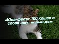 «Юна-фест»: 100 кошек и собак ищут новый дом