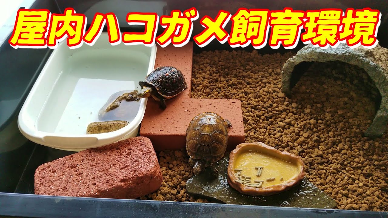 屋内ハコガメ飼育環境を作っていく！セマルハコガメ・ミツユビハコガメ