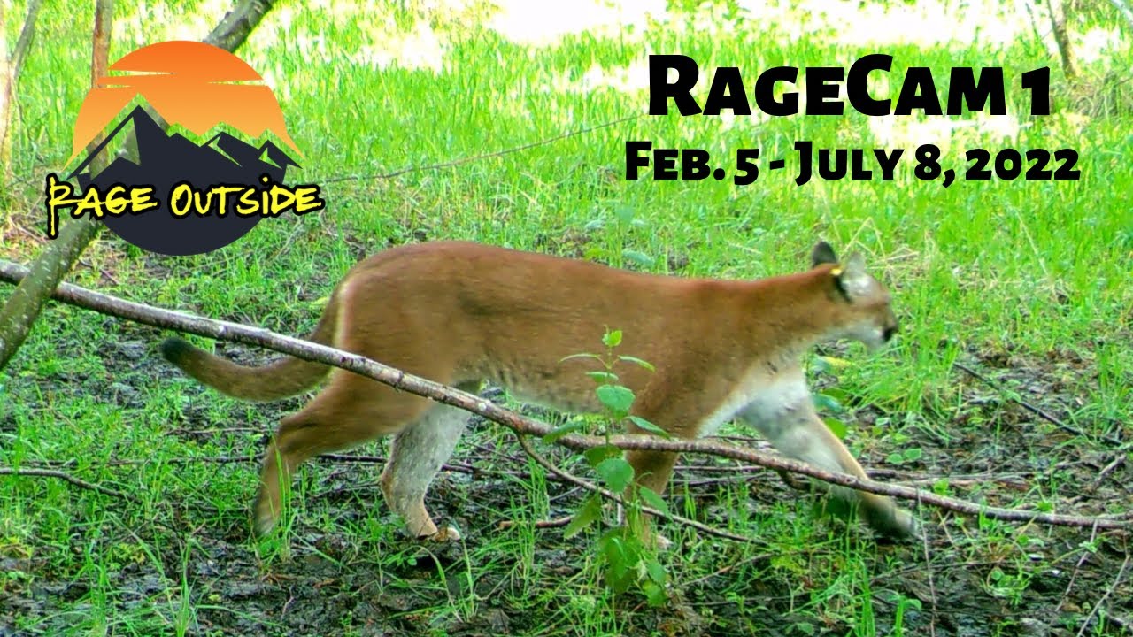 RAGECAM 1 - FEB. 5 - JULY 8, 2022 - OREGON TRAIL CAMERA PICTURES - COUGAR, BEAR, DEER AND MORE!