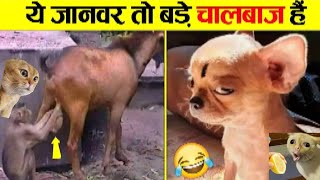 Funny  Cats and Dog Video😊😻|| Funniest  Animal Video 2024 😲😻 ||#catnap  #catmemes #cataractsurgery