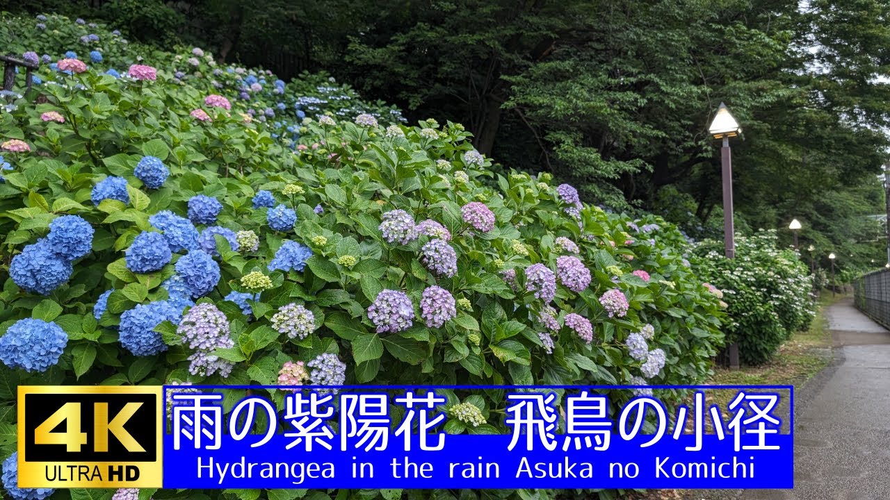 4K】雨の紫陽花 飛鳥の小径 Hydrangea in the rain Asuka no Komichi