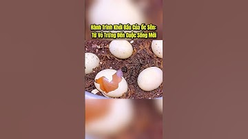 Hành Trình Khởi Đầu Của Ốc Sên  #animals #shorts