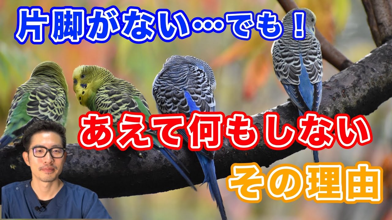 【質問コーナー】出血したときに小麦粉で止血していいの？インコはどれくらい水を飲まなくても大丈夫？糞の大きさがバラバラなのはストレス？おすすめの鳥用のおもちゃは？などにお答えしました！