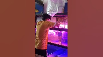 Cách bắt cá Rồng dễ dàng nhất