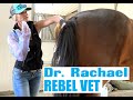 Dr Rachael Rebel Vet Episode 7 'To Breed or Not to Breed'