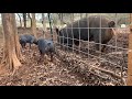 Berkshire piglets