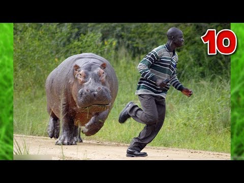 10 การวิ่งหนีสัตว์ สุดระทึก !! ที่ถูกกล้องถ่ายไว้ได้ (ใส่เกียร์หมาด่วน) | OKyouLIKEs
